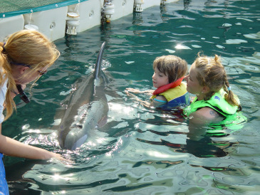 Dolphin Therapy Family Nodinger