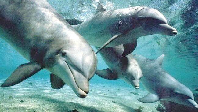 Dolphins in Antalya live in their natural element