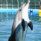 Bericht über das Delphintherapie Zentrum in Antalya