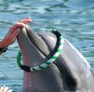 Dolphin Therapy with Post Traumatic Stress Disorder (PTSD)