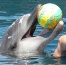 Delfintherapie in Antalya von Nele