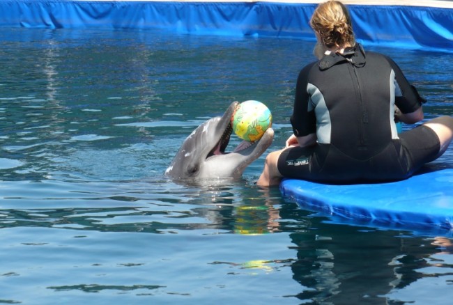 Delfintherapie in Antalya Türkei