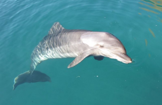 Delphintherapie Elternbericht