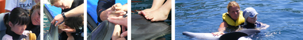 Dolphin Therapy Benefits Banner