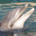 IL feedback -terapia con i delfino della famiglia Ladas