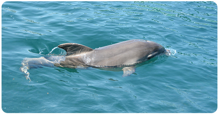 Die Geburt unseres kleinen Delfinmädchens Eva