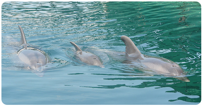 Die Geburt unseres kleinen Delfinmädchens Eva